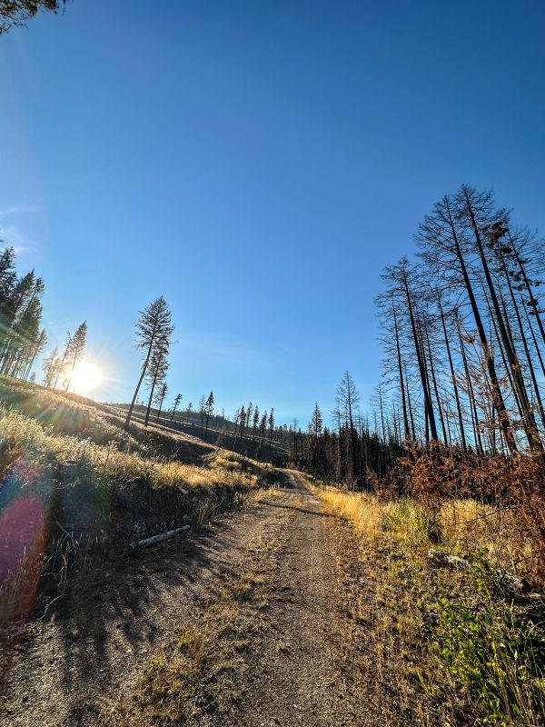 Dirt road climbing through fire-blackened trees with the sun low on the horizon near Leighton Lake
