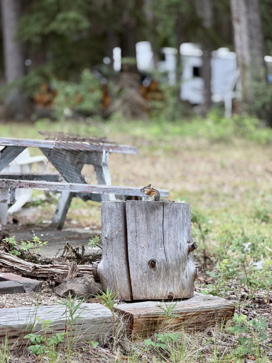 Chipmunk on a stump beside a campsite picnic table at Leighton Lake