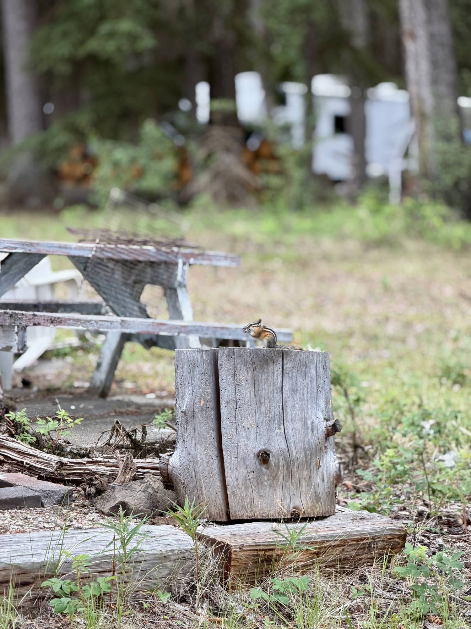 Curious chipmunk on a stump at a Leighton Lake campsite