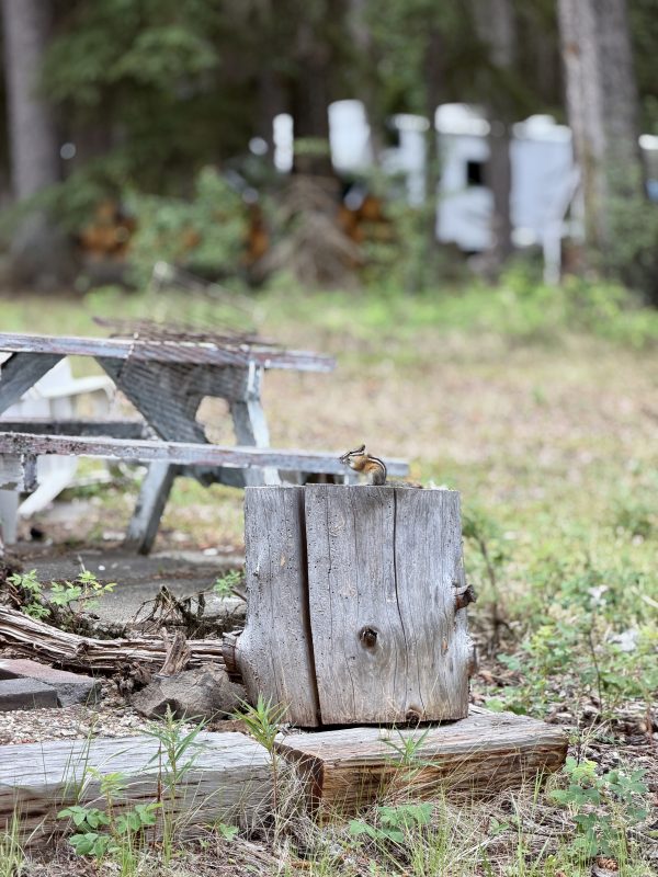 Chipmunk perched on a weathered stump beside a picnic table at a Leighton Lake campsite