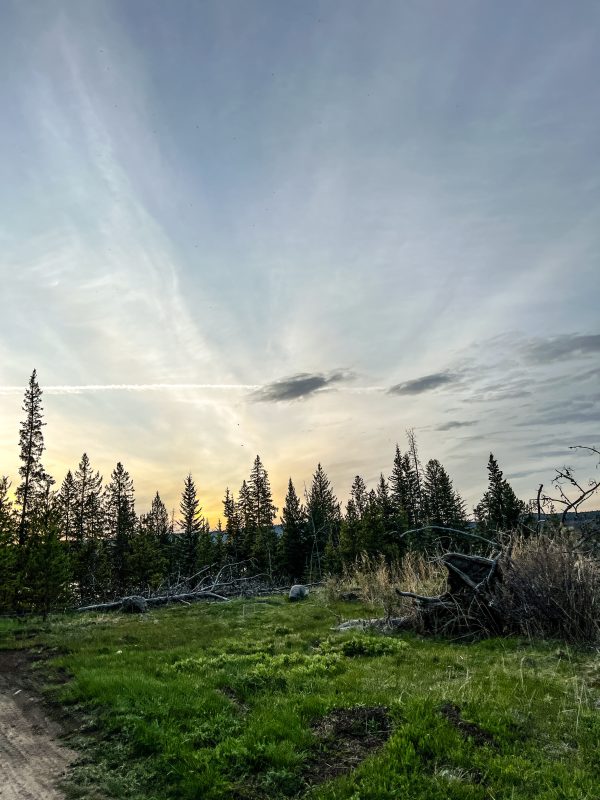 Green meadow and treeline at dusk near Leighton Lake with a soft yellow sunset behind the spruce