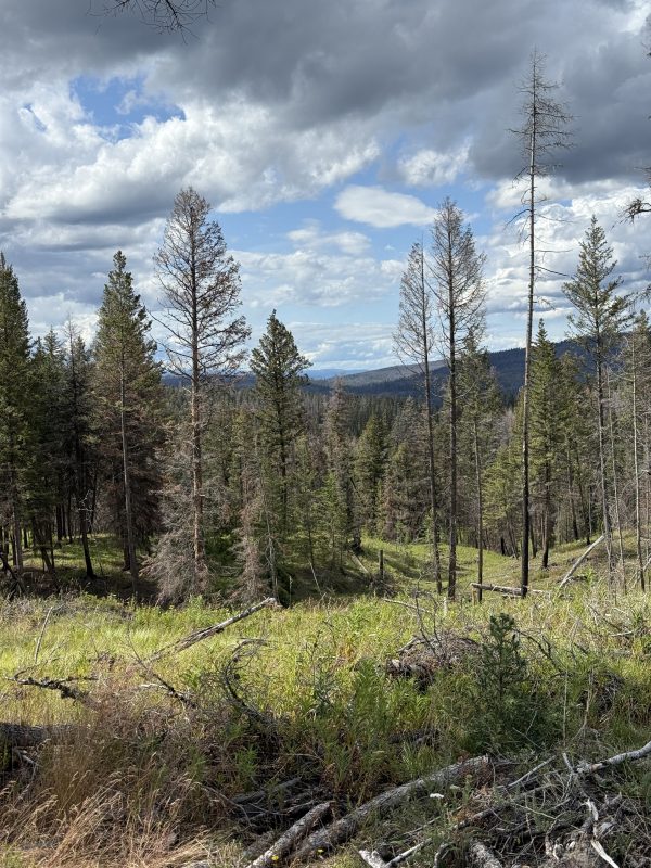 Young green forest regrowing beneath standing silver snags near Leighton Lake on a partly cloudy day
