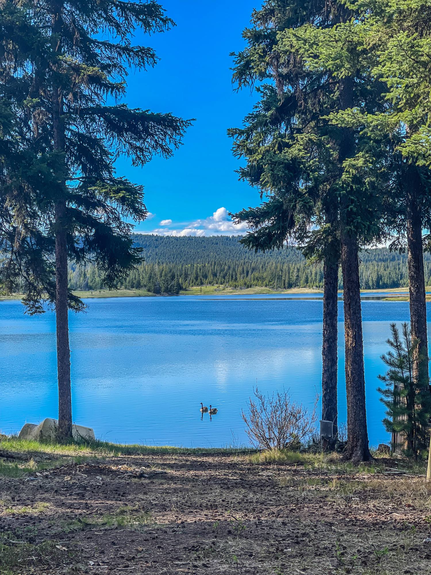 Canada geese swimming on the bright blue water of Leighton Lake framed by spruce trees