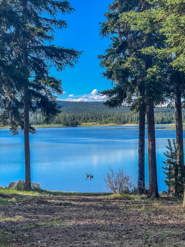 Two Canada geese swimming on the bright blue water of Leighton Lake, framed by tall spruce trees