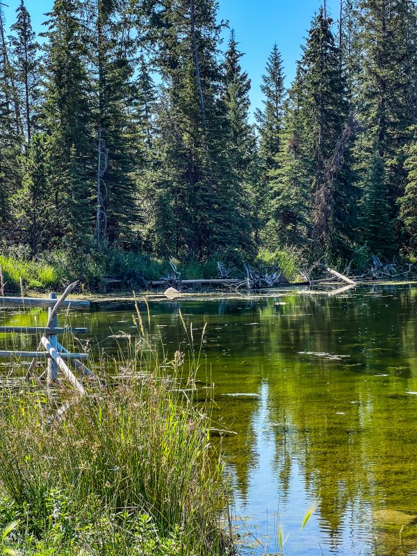 Old wooden rail fence running into a calm green wetland pond ringed by spruce forest near Leighton Lake