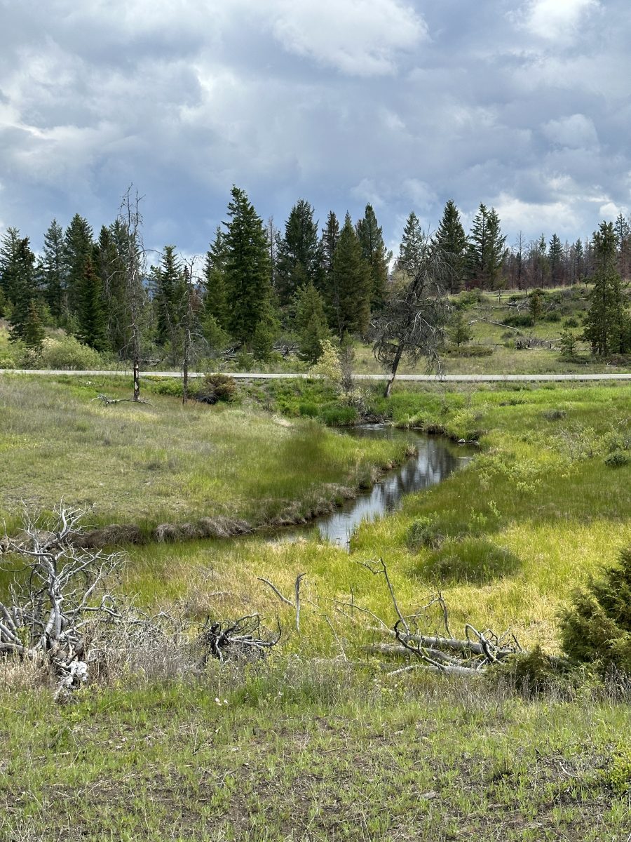 Creek winding through a green wetland meadow near Leighton Lake