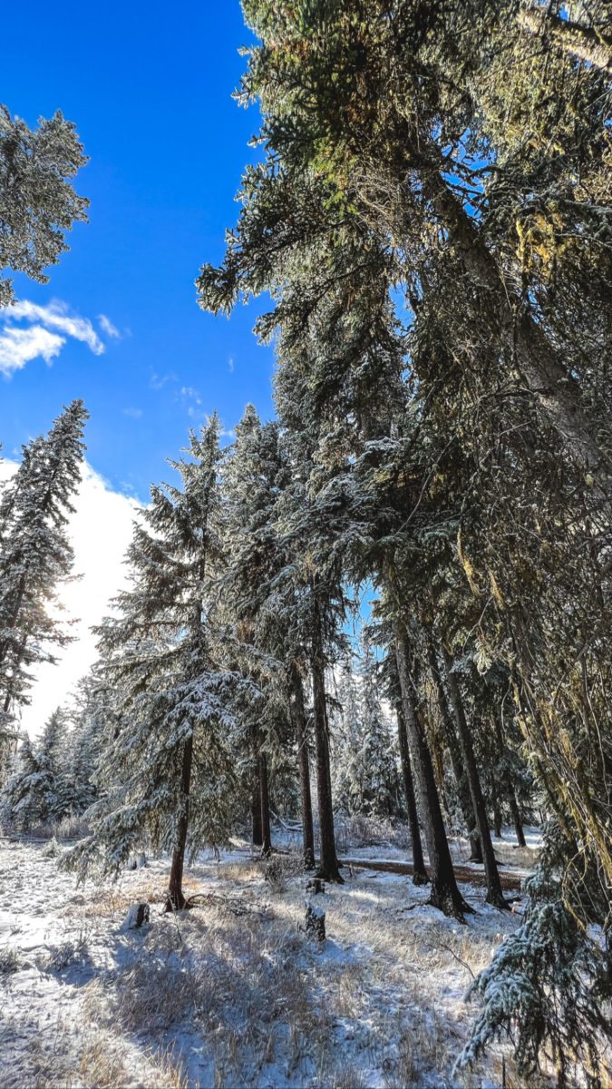 Snow-dusted spruce forest under a deep blue sky