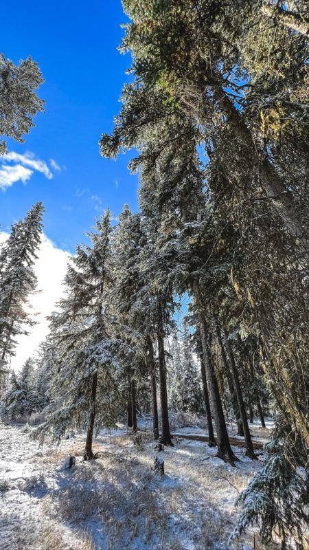 Snow-dusted spruce forest under a deep blue winter sky near Leighton Lake